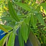 Salix triandra Leaf