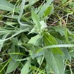 Knautia integrifolia Likasa