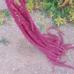 Amaranthus caudatus പുഷ്പം