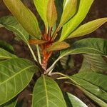 Chrysophyllum colombianum Habit