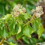 Hedera azorica Λουλούδι