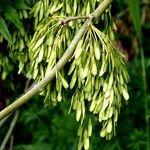 Fraxinus excelsior 果實