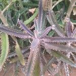 Kalanchoe serrata Leaf