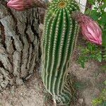 Echinopsis schickendantzii Hoja