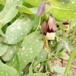 Cerinthe majorFlower