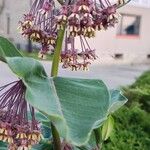 Asclepias syriacaFlower