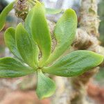 Tylecodon paniculatus Feuille