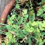 Erodium daucoides Leaf