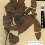Naucleopsis oblongifolia Yaprak