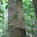 Lecythis confertiflora Corteza