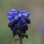 Muscari neglectumBlodyn