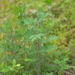 Artemisia verlotiorum 整株植物