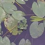 Pistia stratiotes Ліст