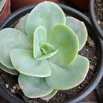 Echeveria pallidaЛист