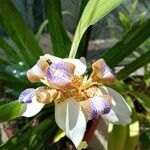 Neomarica northiana Flor