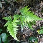 Asplenium adiantum-nigrum 葉