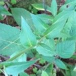 Hieracium sabaudum Blad