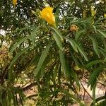 Thevetia neriifolia Hoja