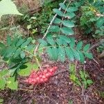 Sorbus americana Lapas