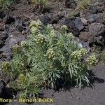 Echium brevirame Staniste