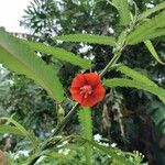 Pentapetes phoenicea 花