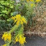 Solidago chilensis 形态