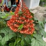 Clerodendrum paniculatum Flor