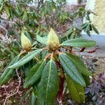 Rhododendron augustinii Habitus