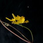 Corydalis calycina Hábito