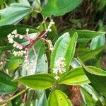 Miconia ciliata Blatt