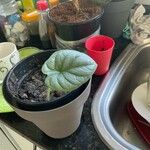 Alocasia baginda Лист