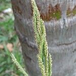 Paspalum urvillei Fruchs