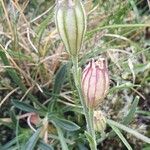 Silene ciliata Flor