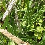 Phleum pratense 葉