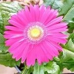 Gerbera jamesonii Blüte