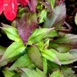 Lobelia cardinalis 叶