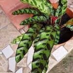 Calathea lancifolia Hoja