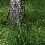 Festuca altissima Habitat