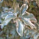 Pittosporum tenuifolium Leaf