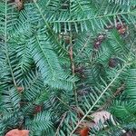 Taxus canadensis Folio