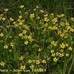 Ranunculus ophioglossifolius Libunga