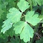 Aquilegia vulgaris Leaf