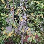 Prunus × fruticans Tervik taim
