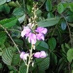 Dioclea malacocarpa Flower