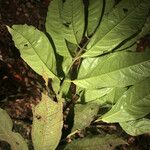 Eugenia cupulata Leaf