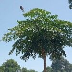 Oroxylum indicum Feuille