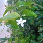 Jasminum grandiflorum Цветок