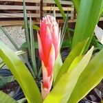 Billbergia pyramidalis Flower