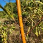 Salix humboldtiana Azala