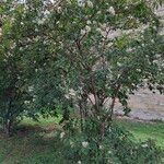 Lagerstroemia indica Облик